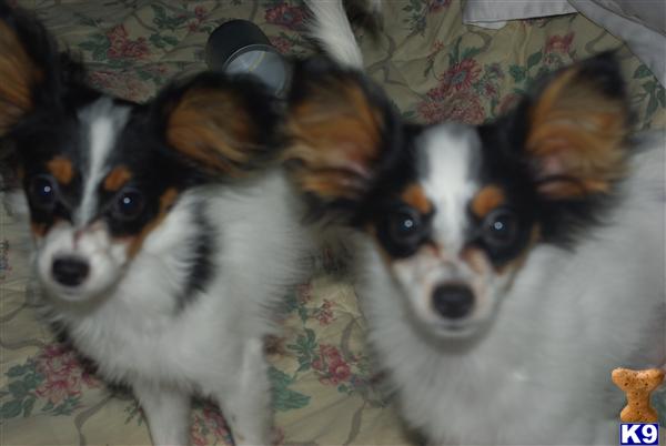 Papillon Puppies